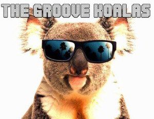 the groove koalas